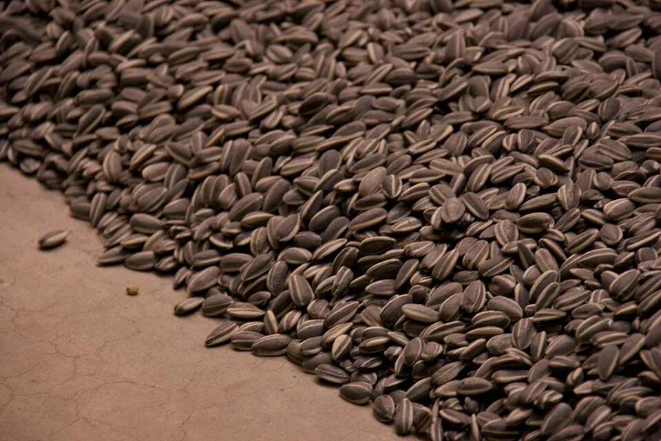 Close-up detail of Ai Weiwei's ceramic sunflower seeds showing individual craftsmanship