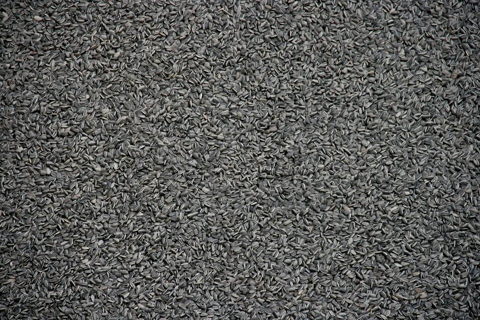 Visitors walking across Ai Weiwei's Sunflower Seeds installation at Tate Modern, showing the vast field of ceramic seeds