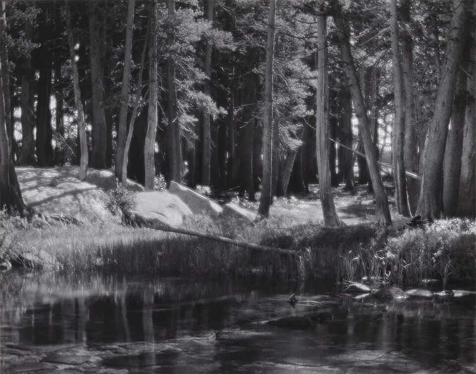 Lodgepole Pines (c. 1921) by Ansel Adams, a black and white photograph showing tall pine trees with textured bark against a lighter sky