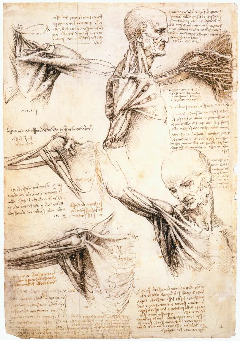 Anatomical studies of the shoulder by Leonardo da Vinci, showing detailed drawings of muscles and bones