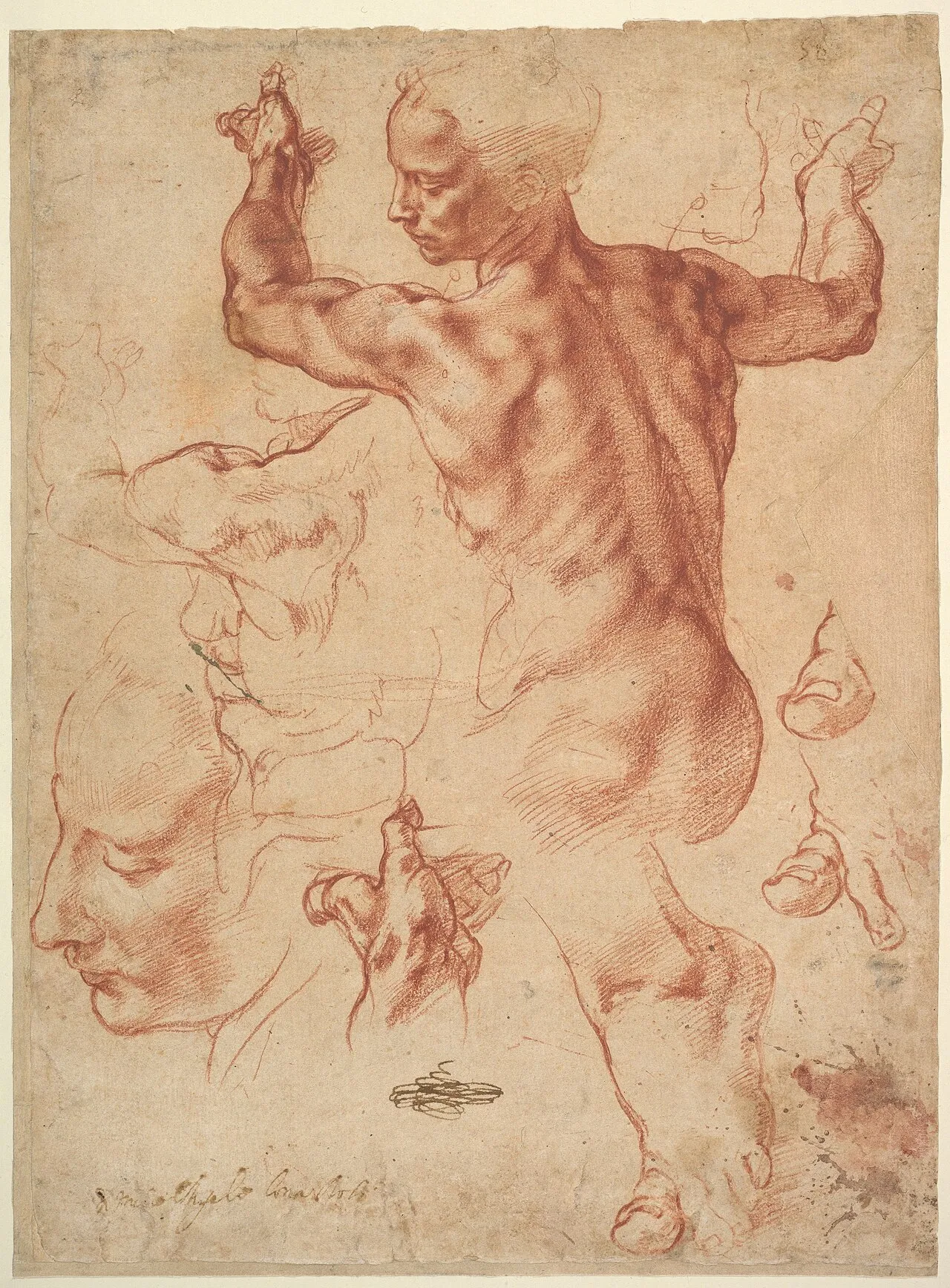 Studies for the Libyan Sibyl (c. 1510-1511) by Michelangelo, a red chalk drawing showing multiple studies of a male model in a twisting pose, with notes on proportion and structure